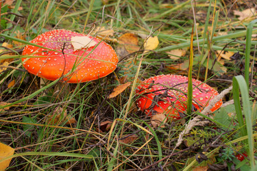 Similar image 832463