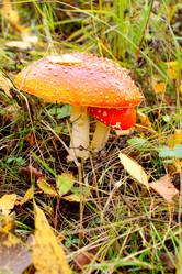 Similar image 832466