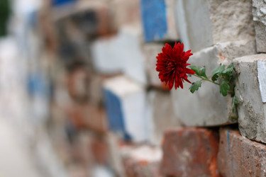 Similar image 832592