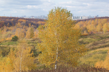 Similar image 832615