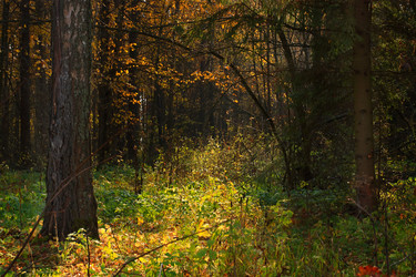 Similar image 832670