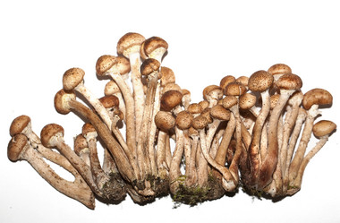 Similar image 832854