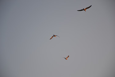 Similar image 833215