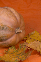 Similar image 833258