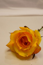 Similar image 833266