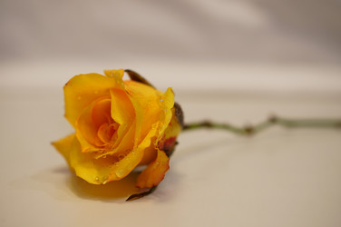 Similar image 833269