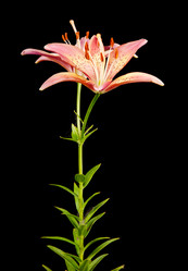 Similar image 833333