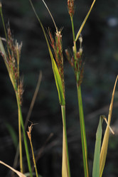 Similar image 833614