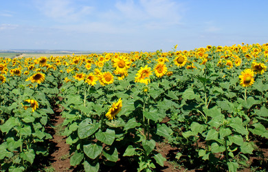 Similar image 834274