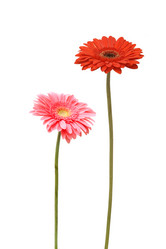 Similar image 834304