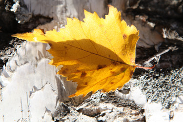 Similar image 834374