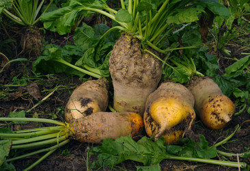 Similar image 834557