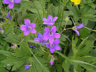 Similar image 834756