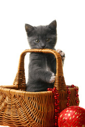 Similar image 835392