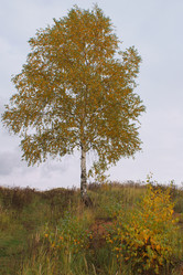 Similar image 835469