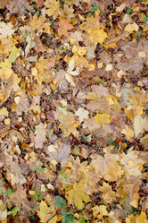 Similar image 835516