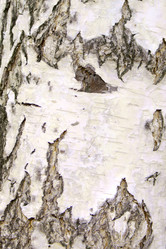 Similar image 835528