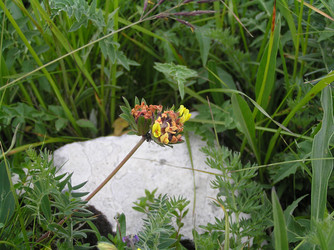 Similar image 835710