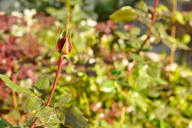 Similar image 836916