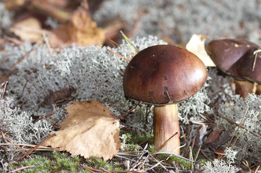 Similar image 837346