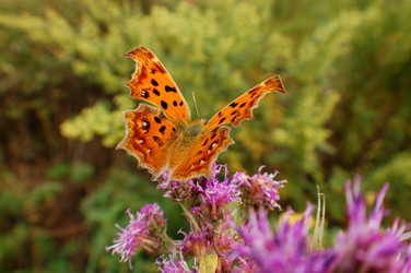 Similar image 838236