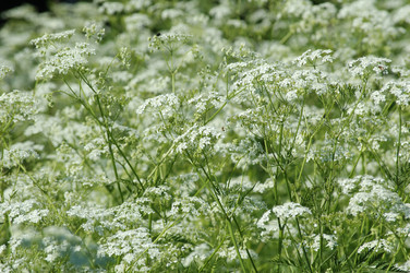 Similar image 838239