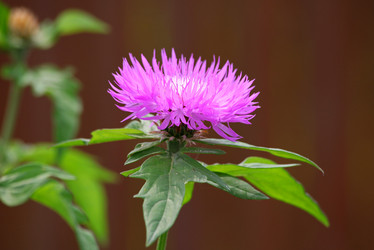 Similar image 838249