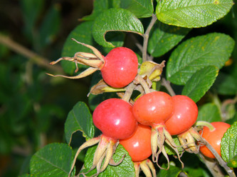 Similar image 838292