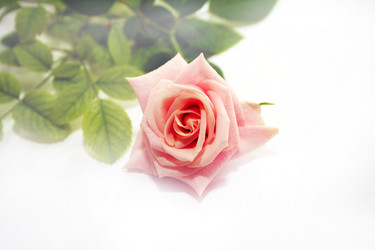 Similar image 839539