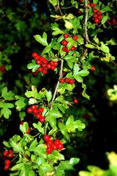 Similar image 842941