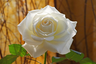 Similar image 844804