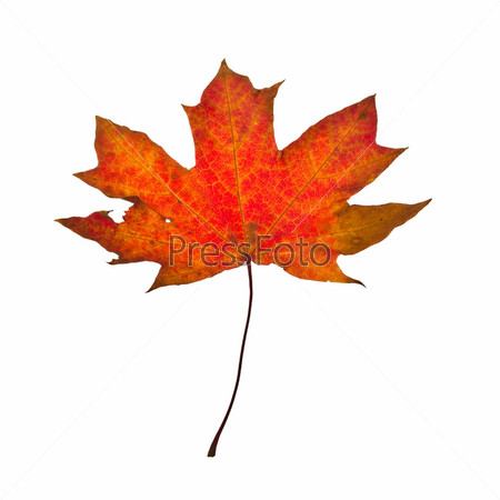 Фотография на тему Осенний лист клена на белом фоне | PressFoto