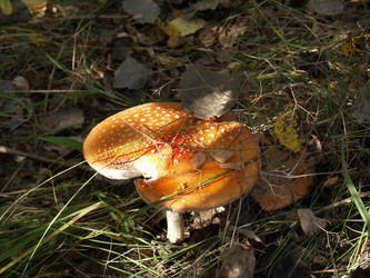 Similar image 846488