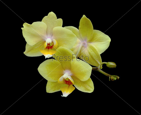 Орхидеи Фото Крупным Планом