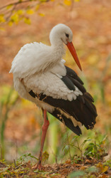 Similar image 847190