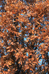 Similar image 848478