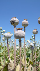 Similar image 851250