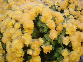 Similar image 852514