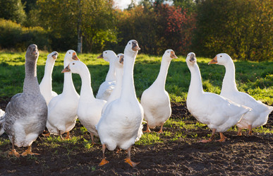 Similar image 852631