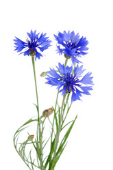 Similar image 853711