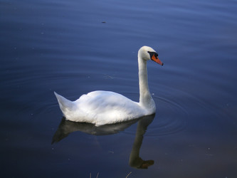 Similar image 855431