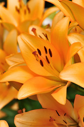 Similar image 855828