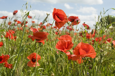 Similar image 856050