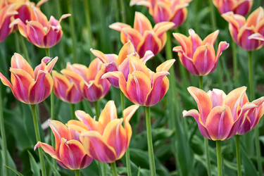 Similar image 856133