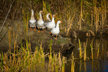 Similar image 856676