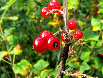 Similar image 856748