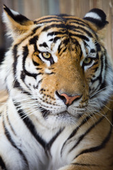 Similar image 856880