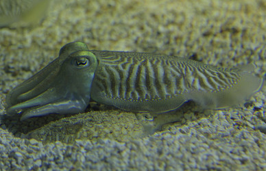 Similar image 857294