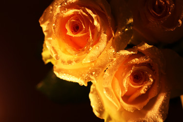 Similar image 858642