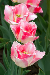 Similar image 858750